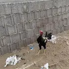 ديك للبيع