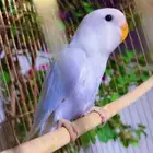 انثى روز جاهزه