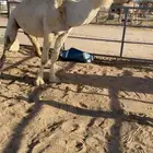 للبيع بعير اوضح