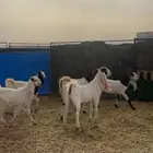 جفار جذعات هولنديات مشاريك