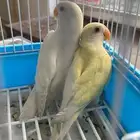 جوز روز فاخر