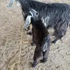 عنز معها تيس