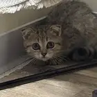 قطه