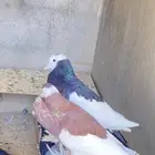 للبيع حمام نفاخ زواج