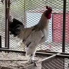 ديك براهما