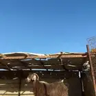 عنز مصريه فاخرة متبع بثنين