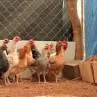 دجاج بلدي فيومي