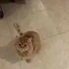 قط شيرازي للتبني المستعجل