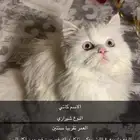 قطه بيضا عيونها زرق شيرازي العمر سنتين تاكل اكل قطاوه وبيت