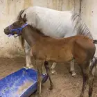 مهره شعبيه