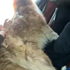 كلب نسكي للبيع ضروري