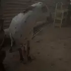 السلام عليكم فحل عماني العمر سدس الصحه ولله الحمد 100