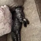قطة ذكر لتبني
