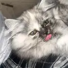 قطه شيرازي العمر 4 شهور هاديه لعوبه (انثى)