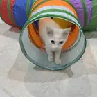 قطط عمره شهرين للتبني