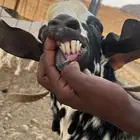 تيس فحل امرخ