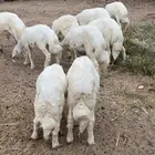 8 خرفان و2 رخال نظاف ومشروطه
