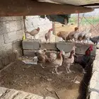 دجاج بلدي