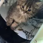 قطوه ذكر العمر شهر ونص النوع شيرازي 100 او150 قيمة أغراضها