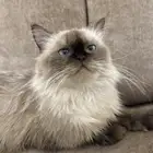 قط للتبني