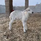 دواغير خرفان حريات