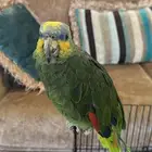 للبيع ببغاء امزوني اورنج وينج اليف