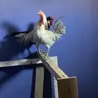 دجاج وديكين