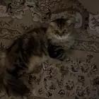 قطه