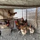 دجاج بلدي
