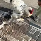 براهما