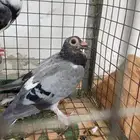 حمام حساوي