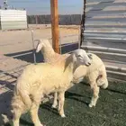 2 خرفان حريات. فوق 4 شهور فل الفل