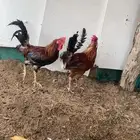 دجاج بلدي بياض