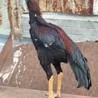 ديك باكستاني سندي بيور