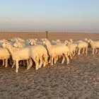 رخال جذعات حريات صنف فاخرر للي يبي الصنف