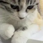 قطه شراري لتبني لعوبه تتعود على الناس بسرعه