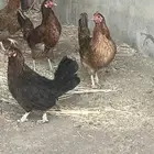 دجاج بلدي