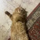 تبني قط ذكر