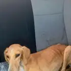سلقه