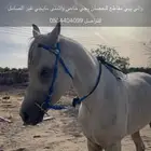 حصان شعبي العمر 3 سنين و5 شعور