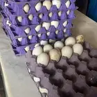 بيض بلدي وفيومي