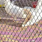 زوج حمام صنعاني ابيض ابو شيبه