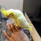 كروان هدد خارجي