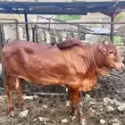 حسيل للبيع