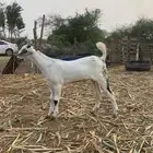 مشروع مسلب