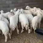 22 هرفي زبده شعره ملكيه