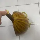 عود