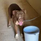 بتبول للبيع