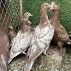 طبات زاجل مولمينز