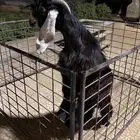 تيس عارضي طيب جبر عظم جذع على الخطين